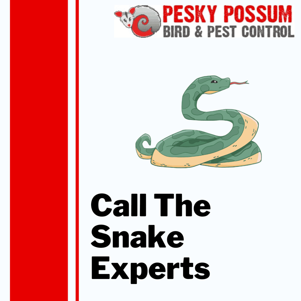 Brisbane Snake Catchers | 3 Reasons to Call Snake Professionals