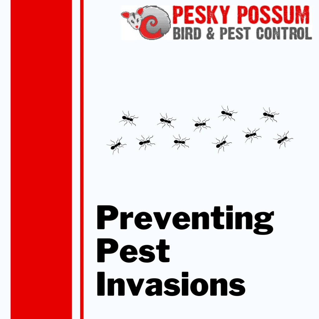 Brisbane Pest Control | How to Prevent Cockroaches, Ants, Spiders, and Mites from Invading Your Home