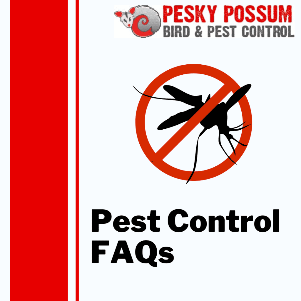 Pest Control FAQs | FAQs About Our Pest Control Services