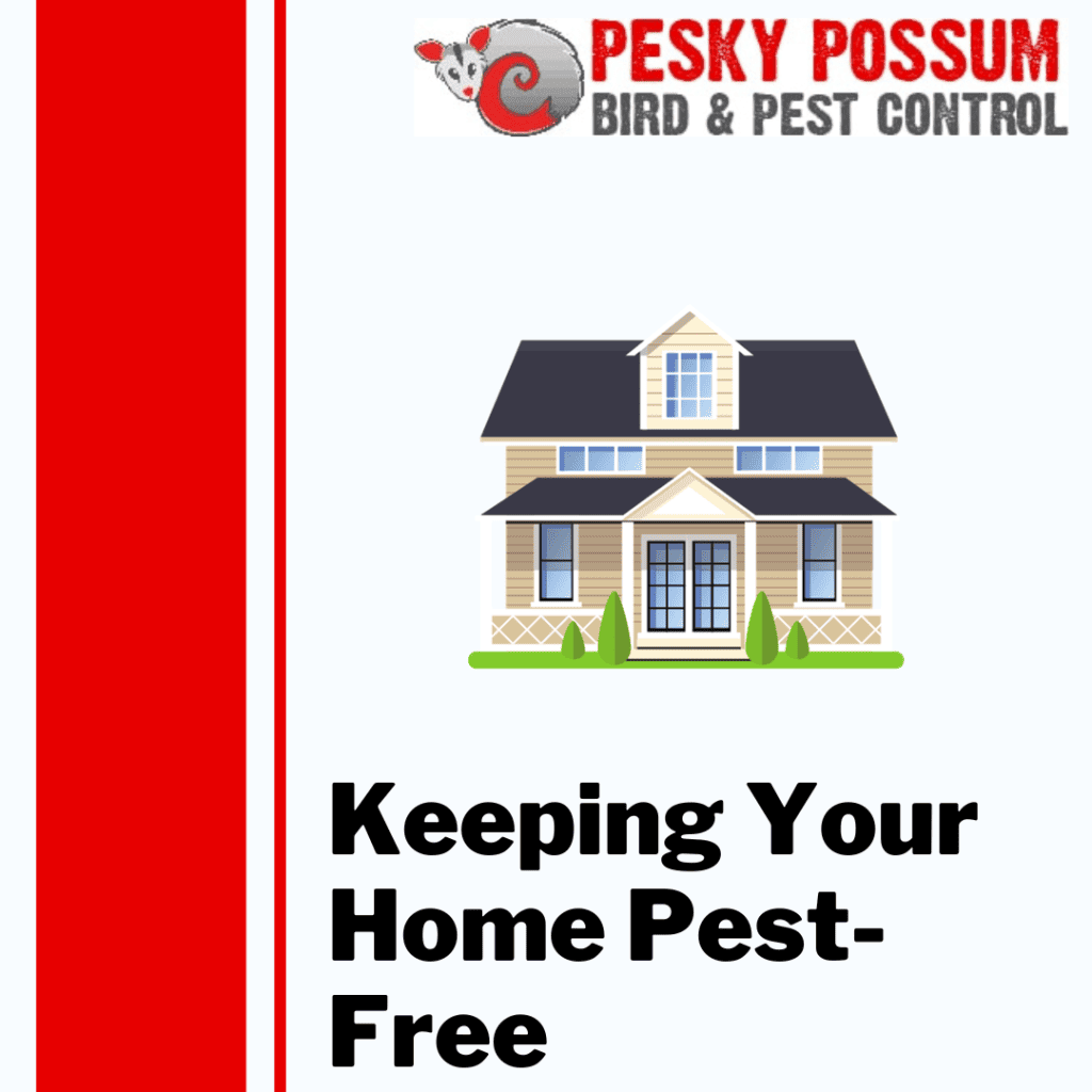 Brisbane Pest Control | Keeping Your Home Pest-Free with Pesky Possum
