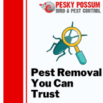 Brisbane Pest Control Company | How to Choose a Pest Removal Company You Can Trust