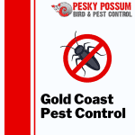 Gold Coast Pest Control | Our Gold Coast Pest Control Services