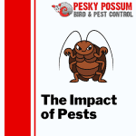 The Impact of Pests on Brisbane Households and What To Do
