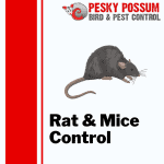 Brisbane Rat & Mice Control