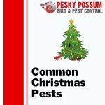 Christmas Pest Control Brisbane