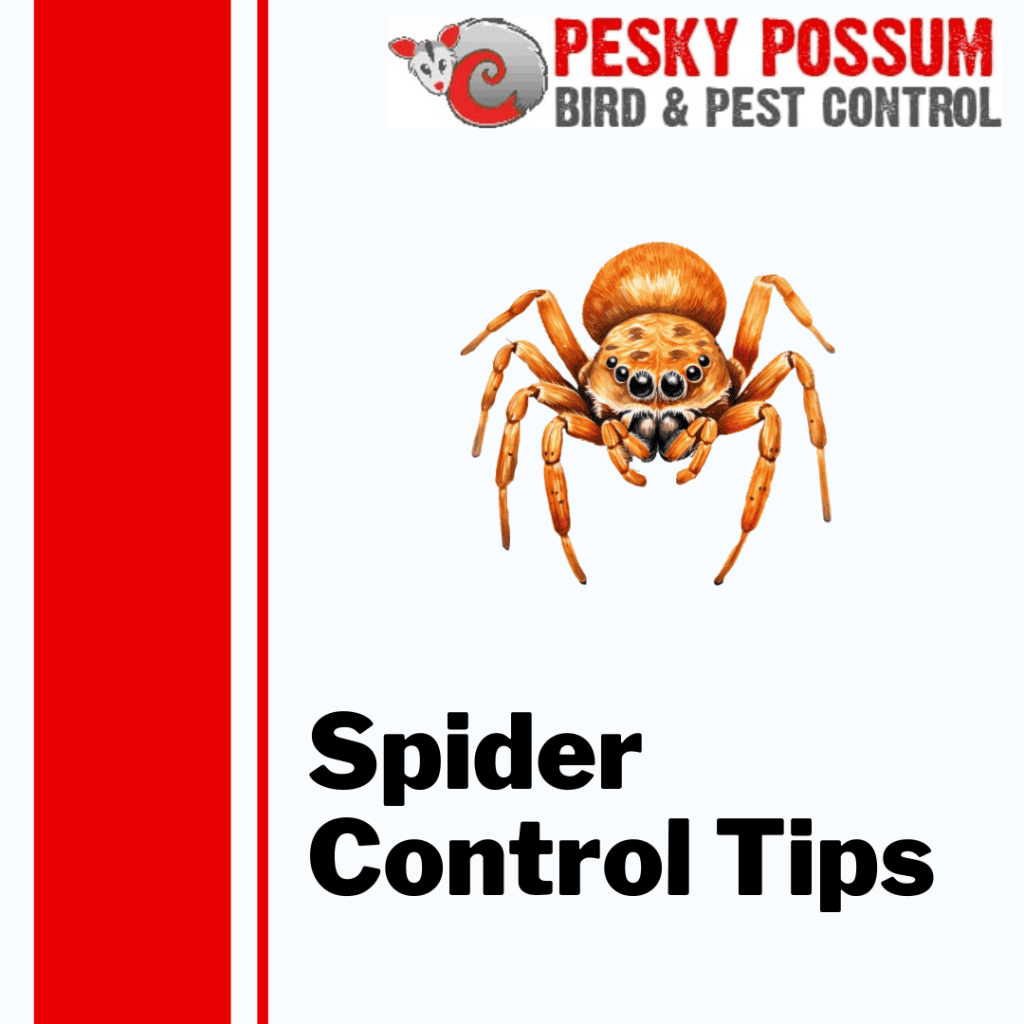 Brisbane Spider Pest Control